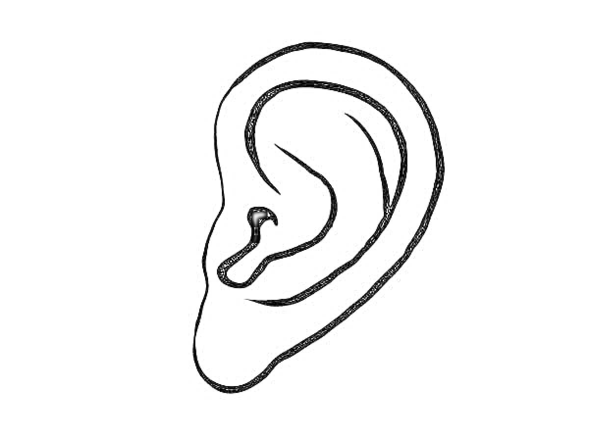 Раскраска Контурное изображение человеческого уха