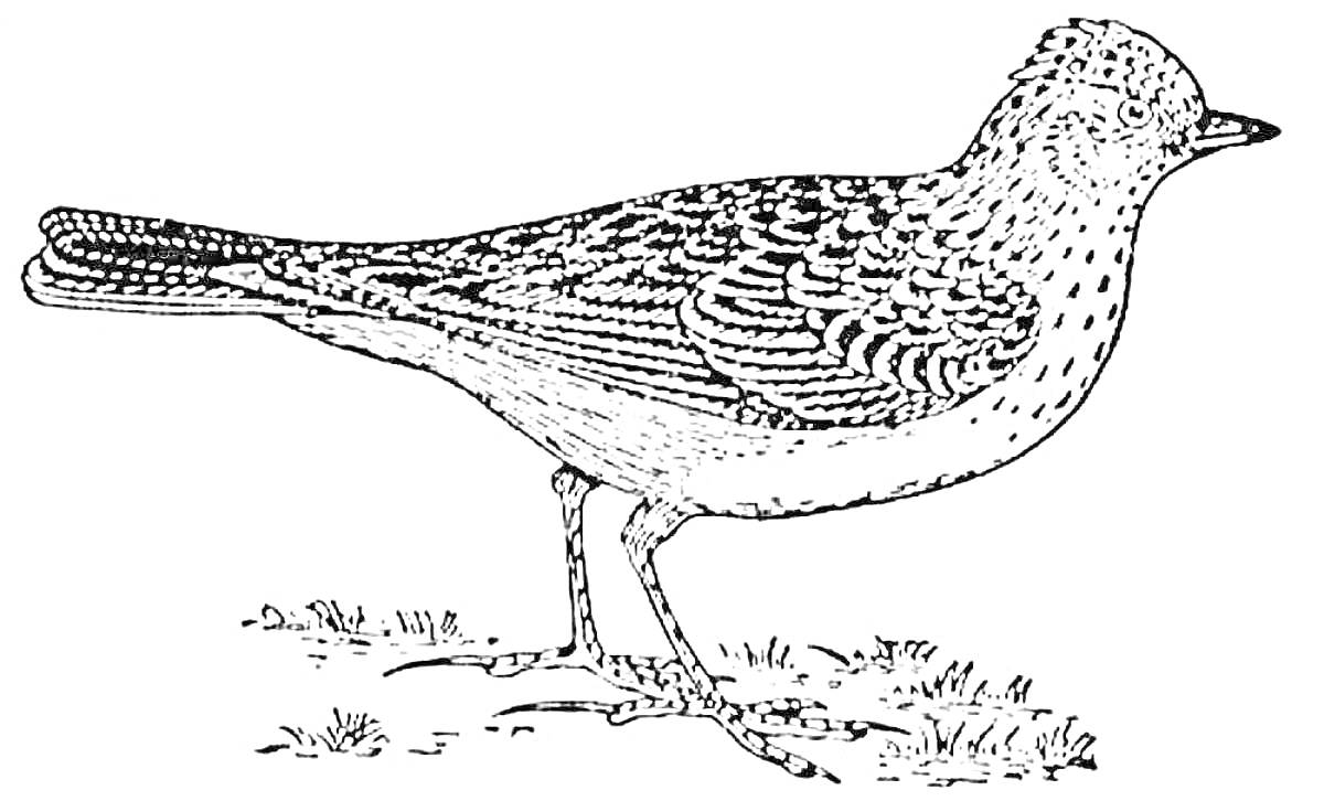 Раскраска Жаворонок стоит на земле