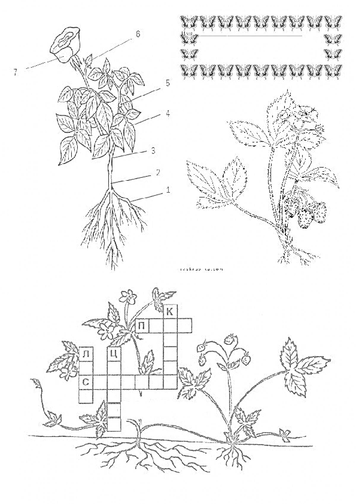 Раскраска Части растения для 1 класса. Включает корень, стебель, лист, цветок и сопутствующее кроссворд.