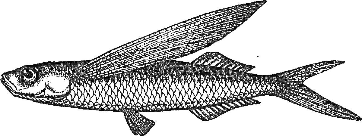 Раскраска Летучая рыба с широко расправленными грудными плавниками