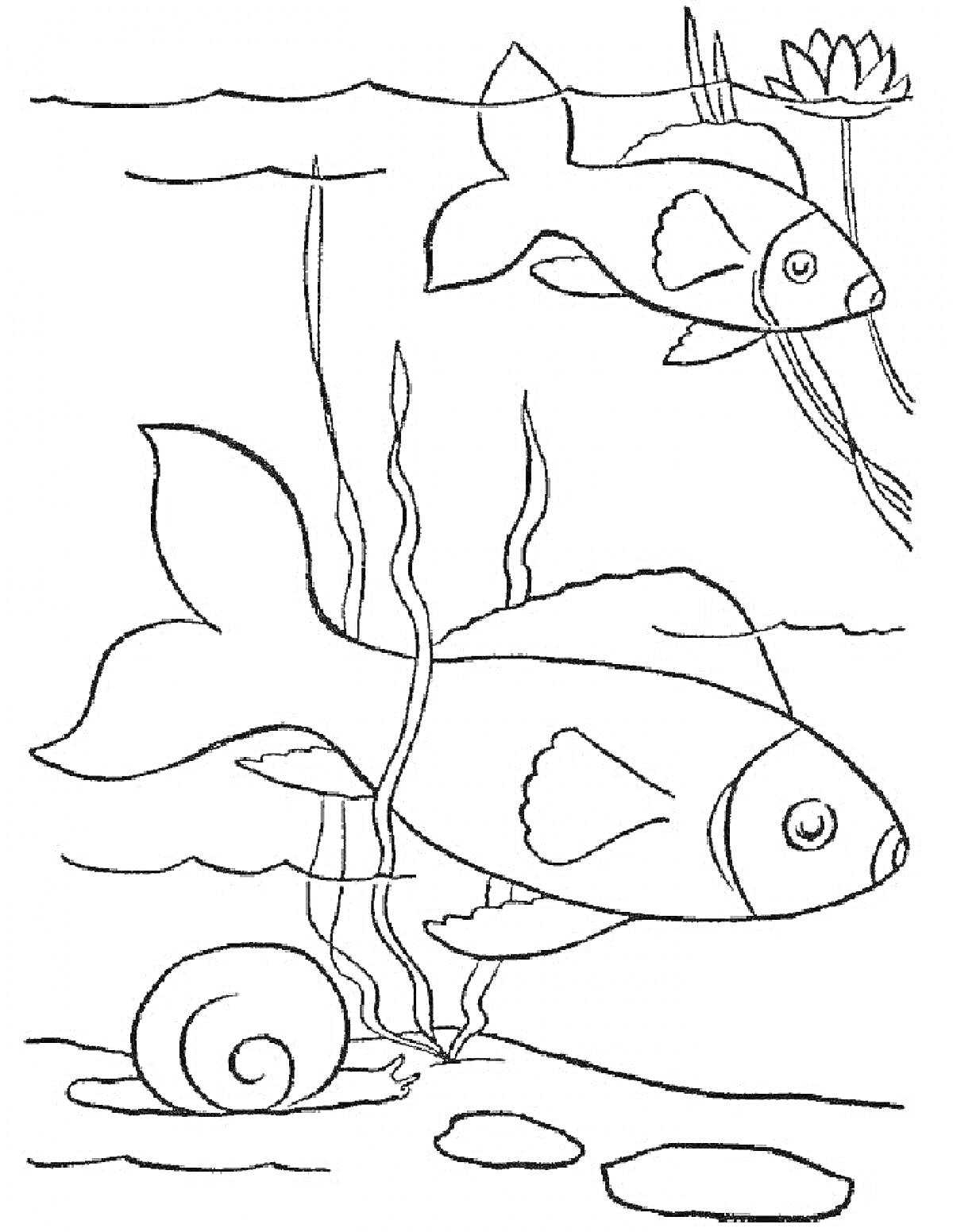На раскраске изображено: Водный мир, Водоросли, Ракушка, Подводный мир, Листья, Вода