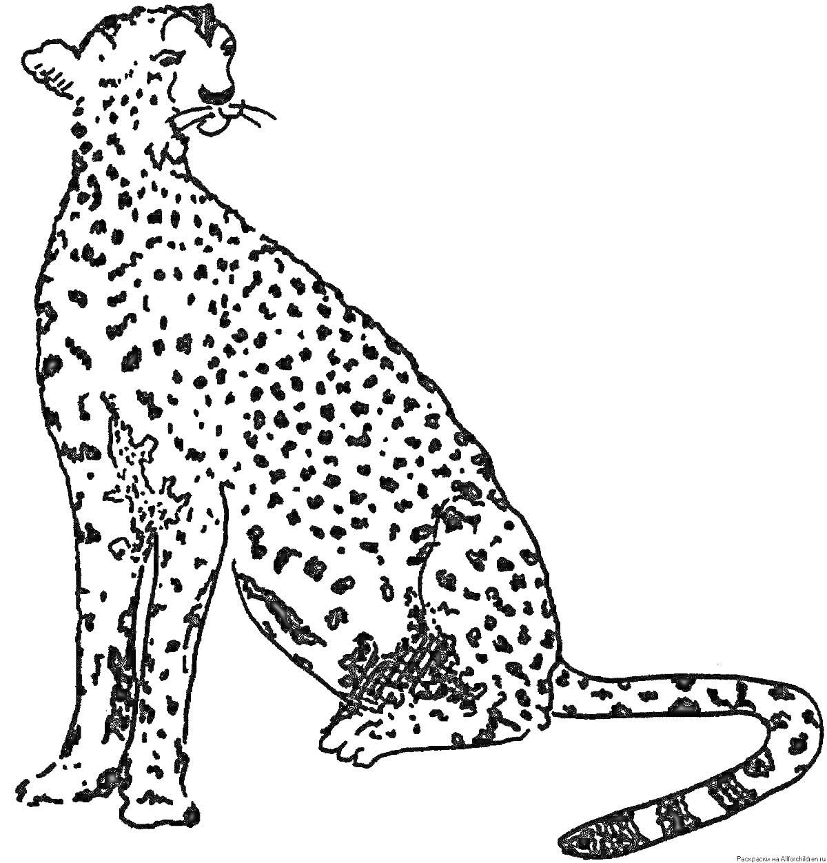 Раскраска Королевский гепард сидит, изображен сбоку с поднятой головой и длинным хвостом с пятнистым узором.