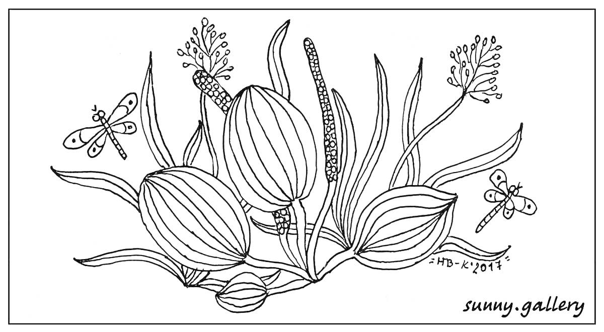 Раскраска Подорожник с листьями и цветами, стрекозы вокруг