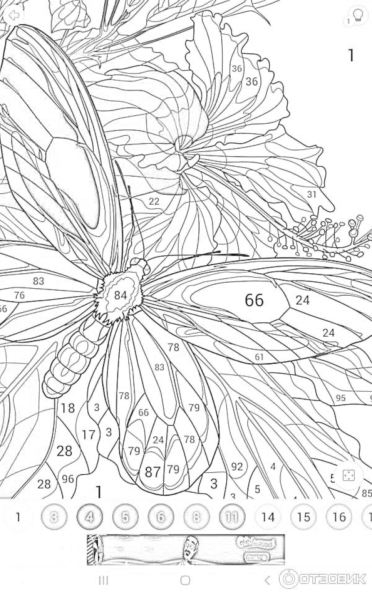 На раскраске изображено: Бабочка, Крупный план, Листья, Лепестки, Цветы