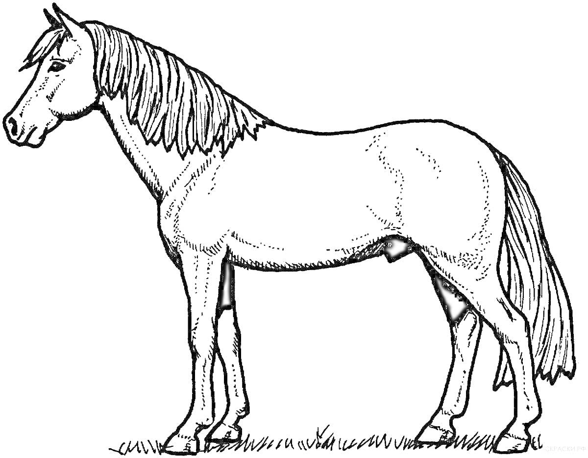Раскраска Профиль лошади на траве