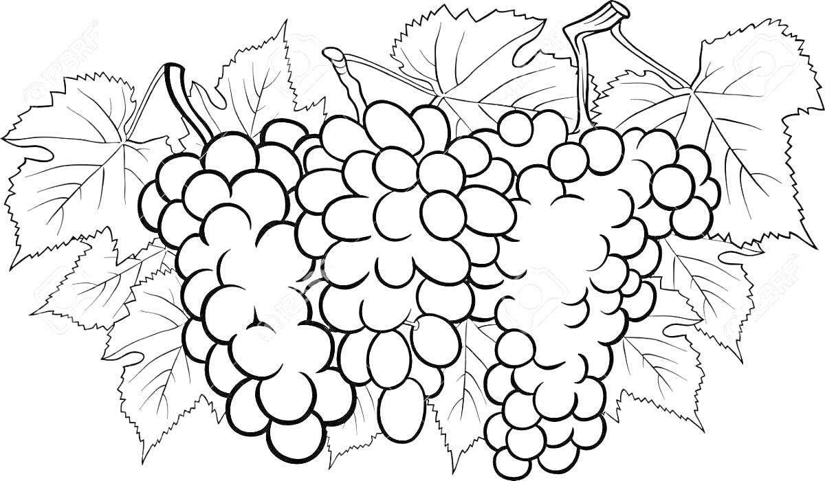 Раскраска Ветви винограда с листьями