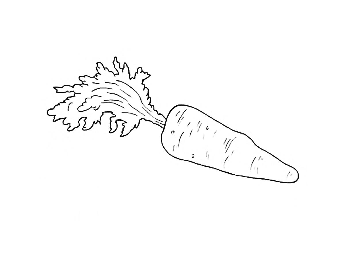 Раскраска Морковь с ботвой