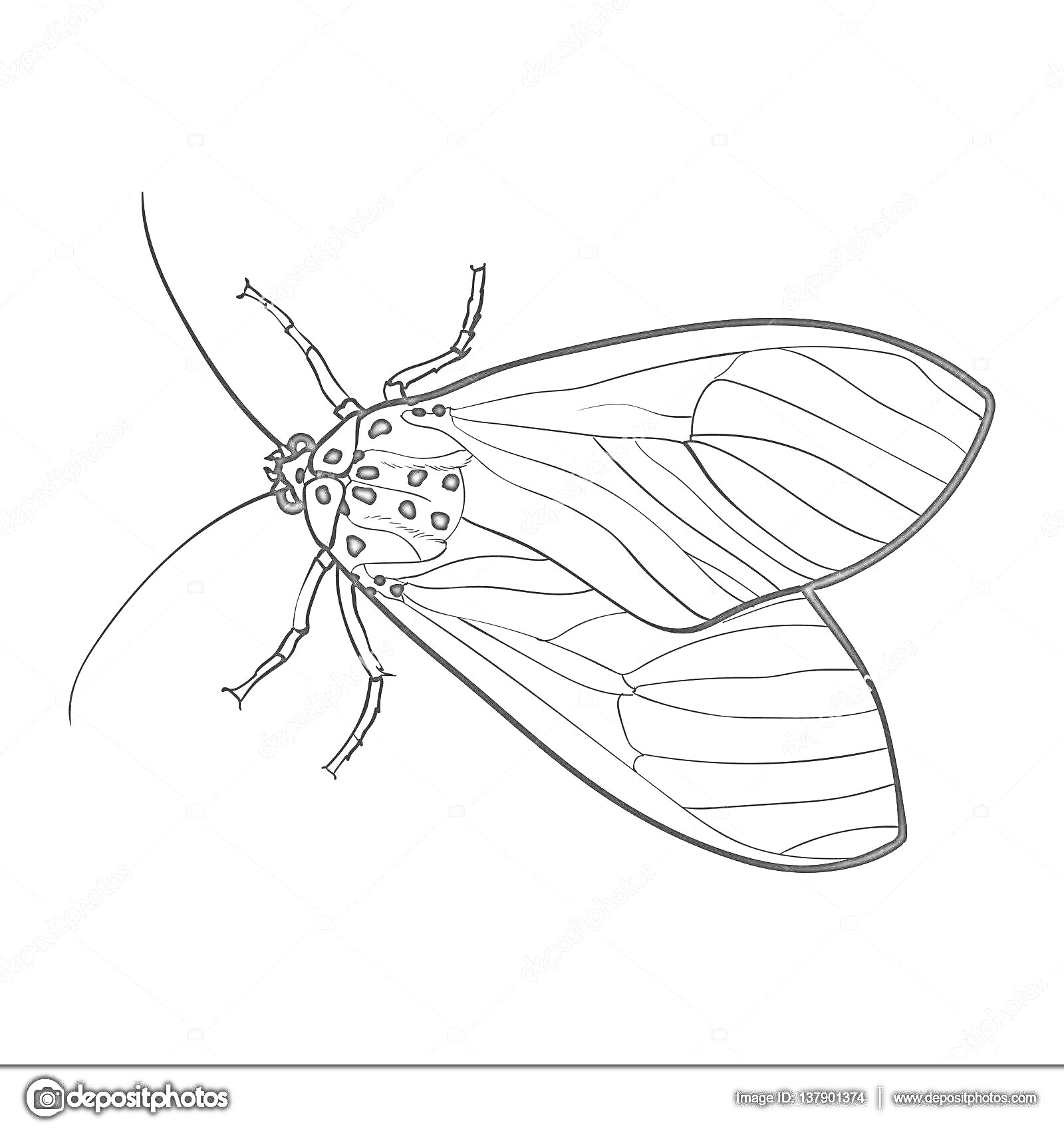 Раскраска Моль с длинными усами и пятнистыми крыльями