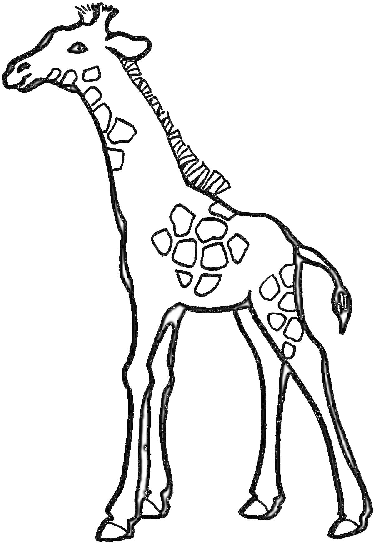 Раскраска Раскраска жираф для детей, жираф с пятнами, стоящий жираф