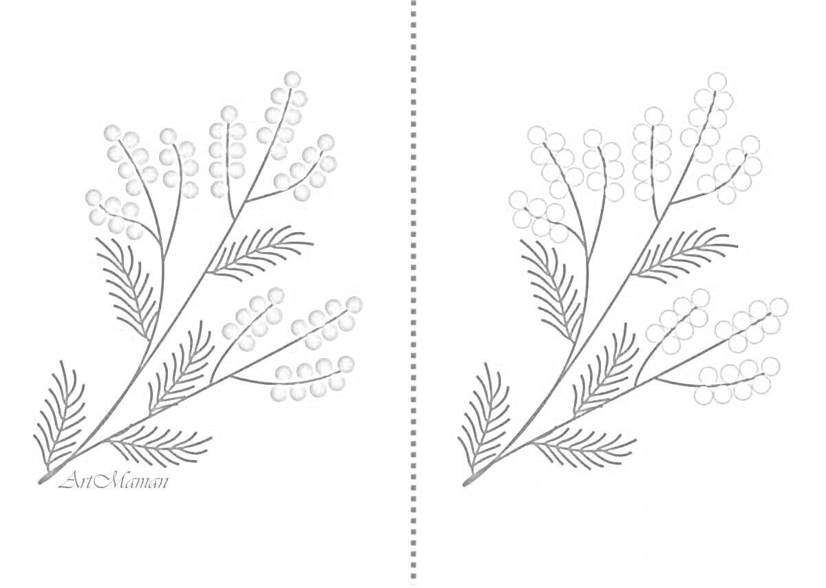 Раскраска Ветка мимозы с цветами и листьями для раскрашивания