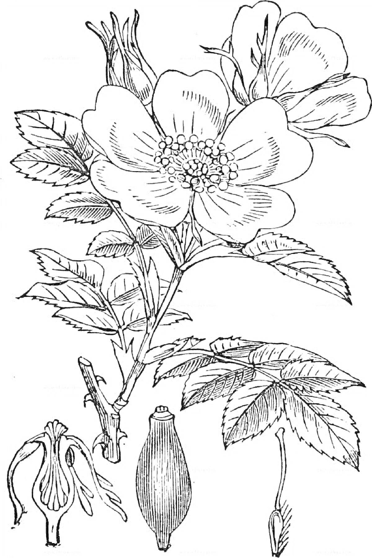 Раскраска Цветущее растение с цветами, листьями, бутонами и плодами