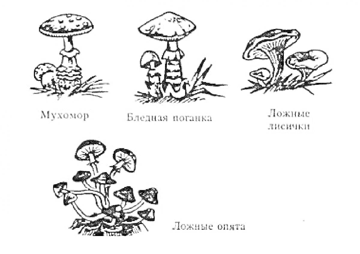 Раскраска Мухомор, Бледная поганка, Ложные лисички, Ложные опята