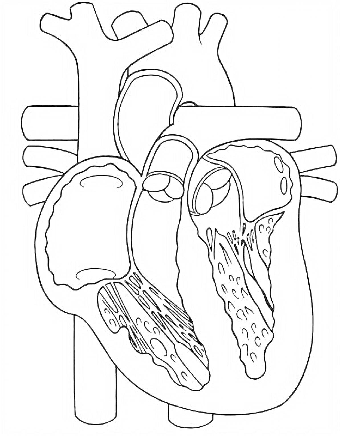 Анатомическое строение сердца с вентрикулярами, атриумами и основными кровеносными сосудами
