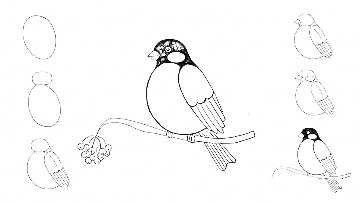 Раскраска снегирь на ветке рябины с инструкцией поэтапного рисования