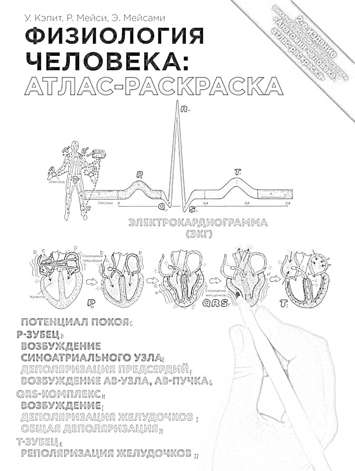 Раскраска Физиология человека: Атлас-раскраска. Электрокардиограмма (ЭКГ), строение сердца, потенциал покоя, Р-зубец, возбуждение, синоатриального узла, деполяризация предсердий, возбуждение АВ-узла, аб-пучка, QRS-комплекс, возбудимость желудочков, S-зубец, ОR-зубе