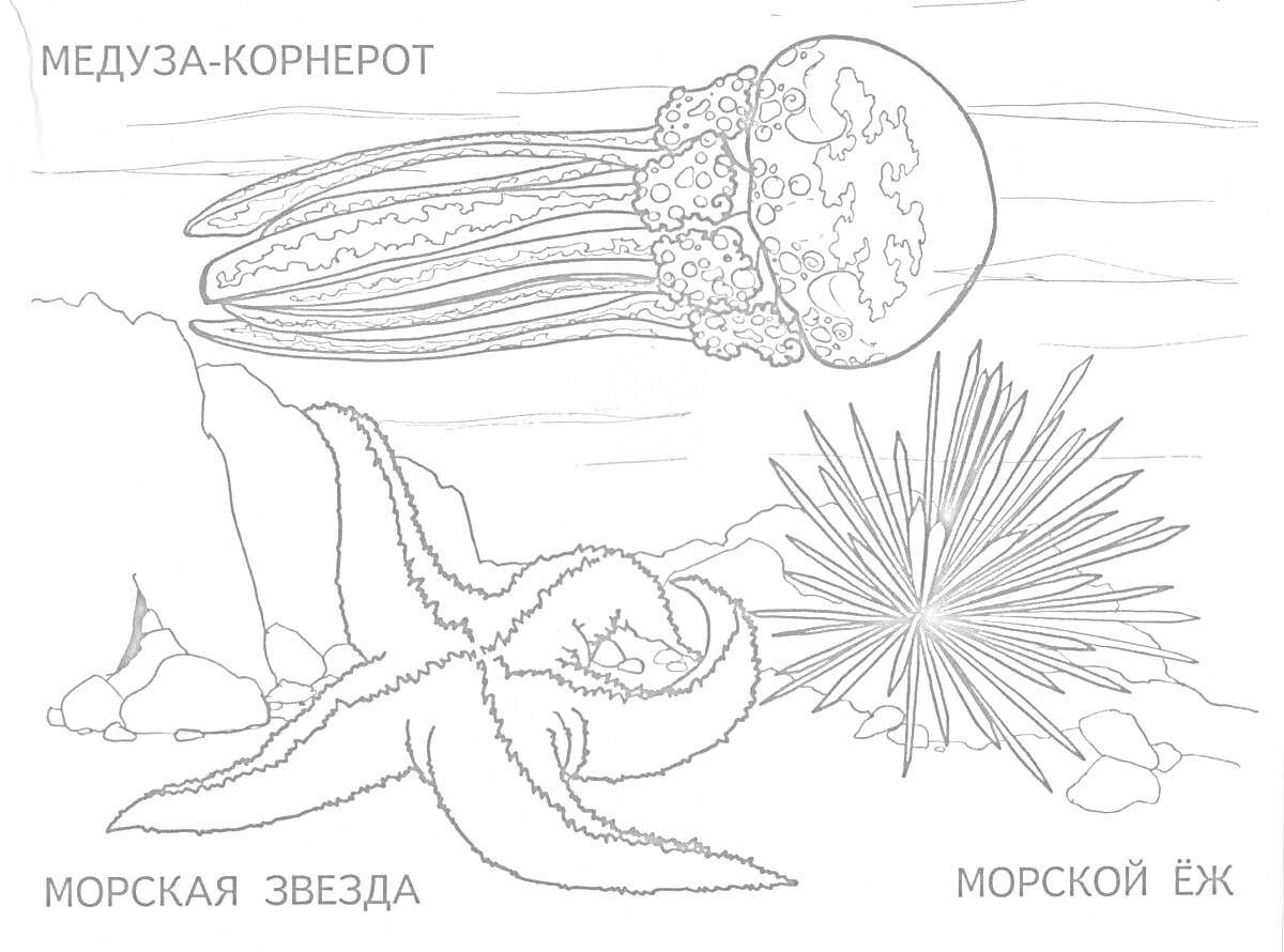 На раскраске изображено: Медуза, Морской еж, Подводный мир, Подводная жизнь, Море