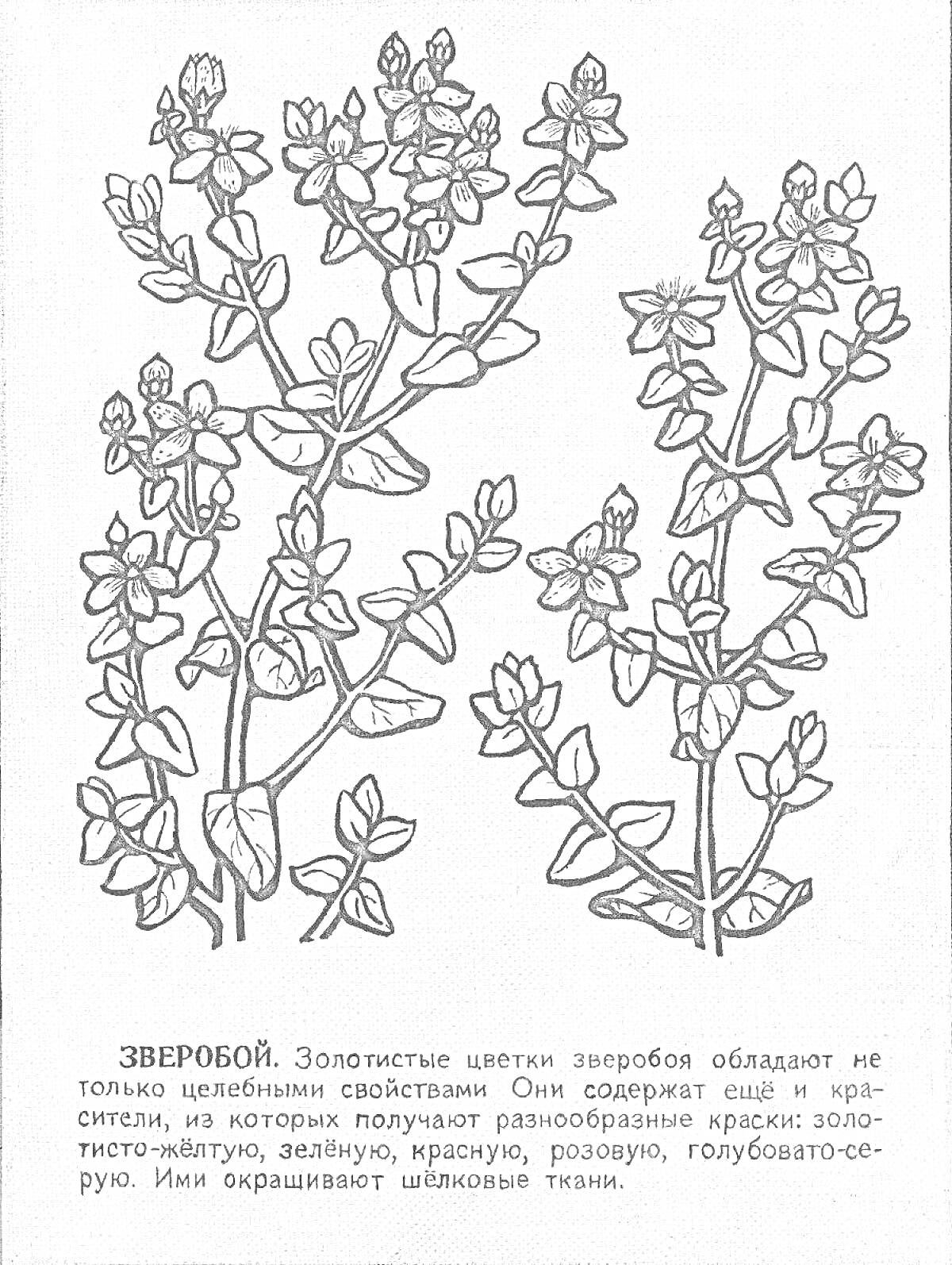 На раскраске изображено: Зверобой, Цветы, Листья