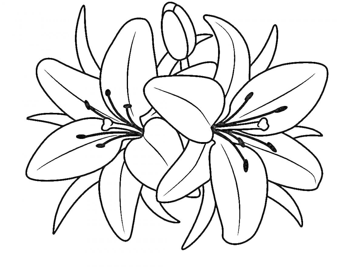 На раскраске изображено: Цветы, Лилии, Листья, Крупные цветы, Бутон