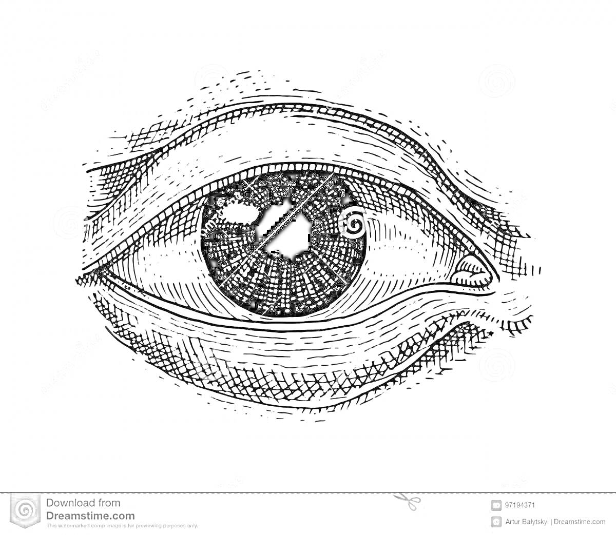 Раскраска Схематичное изображение строения глаза с элементами: роговица, радужка, зрачок, века, линия ресниц