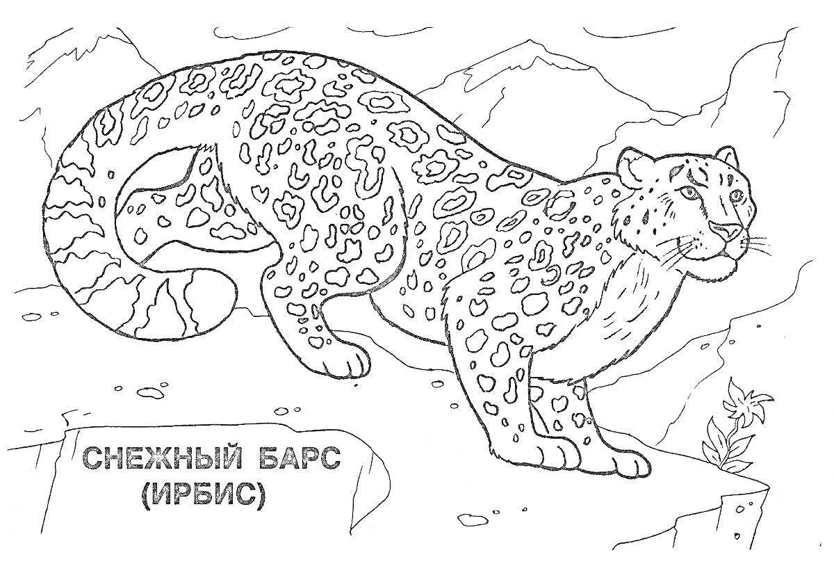 На раскраске изображено: Снежный барс, Ирбис, Горы, Дикая природа