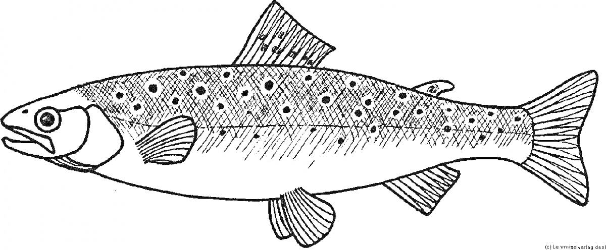 Раскраска Рыба форель с пятнами и деталями плавников