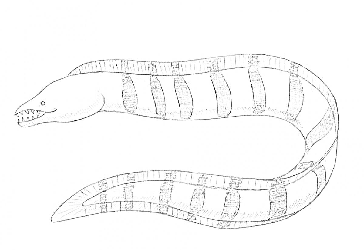Раскраска Мурена с полосатым телом