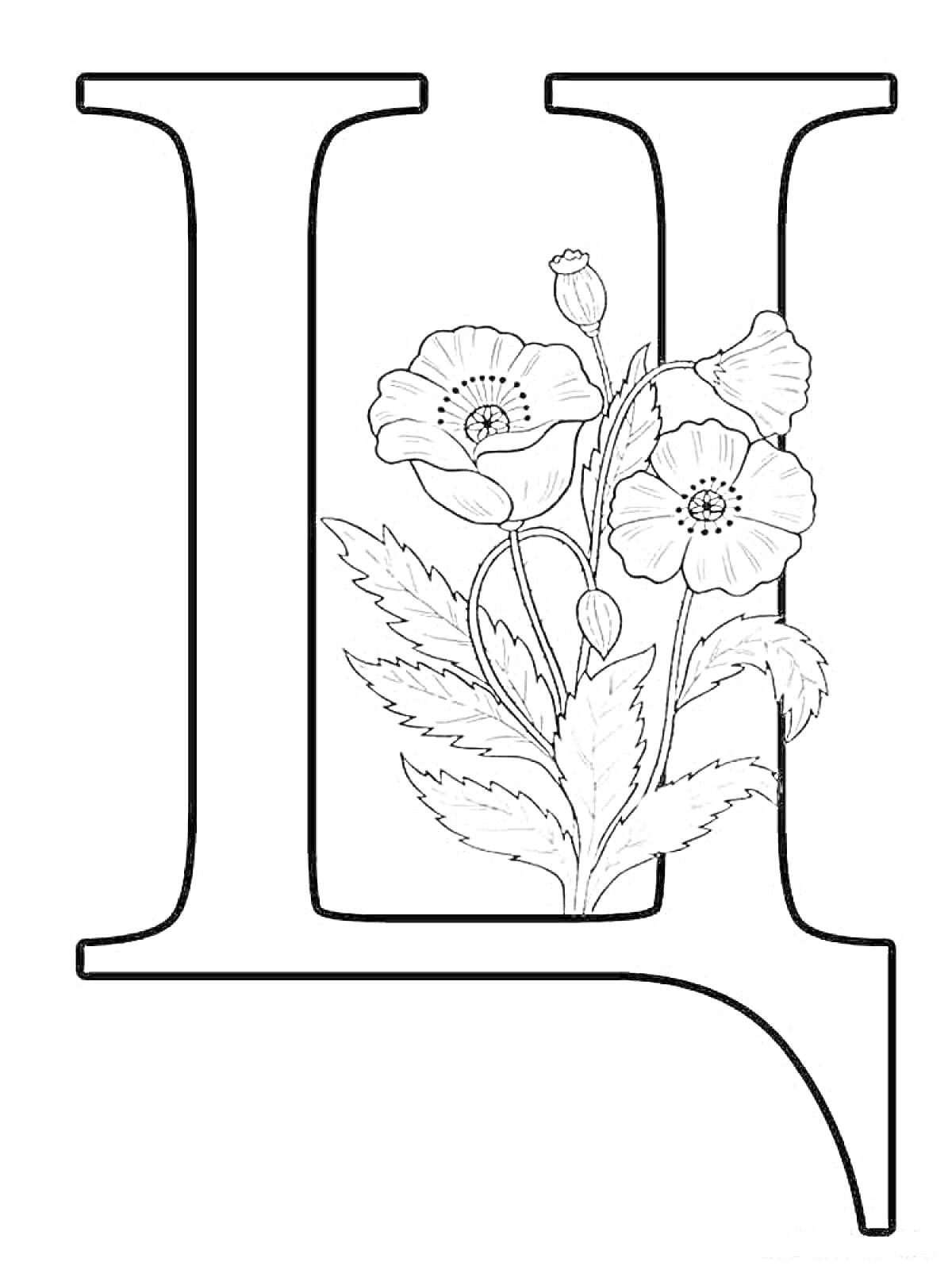 Раскраска Буква Ц с цветами маками