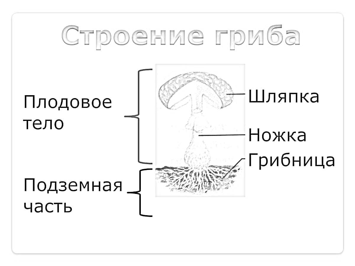 На раскраске изображено: Строение гриба, Грибница, Биология, Грибы