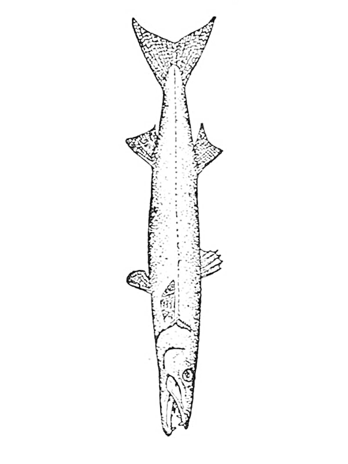 Раскраска Барракуда (рыба).