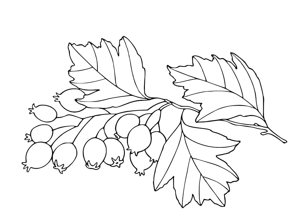 Раскраска ветвь рябины с листьями и ягодами