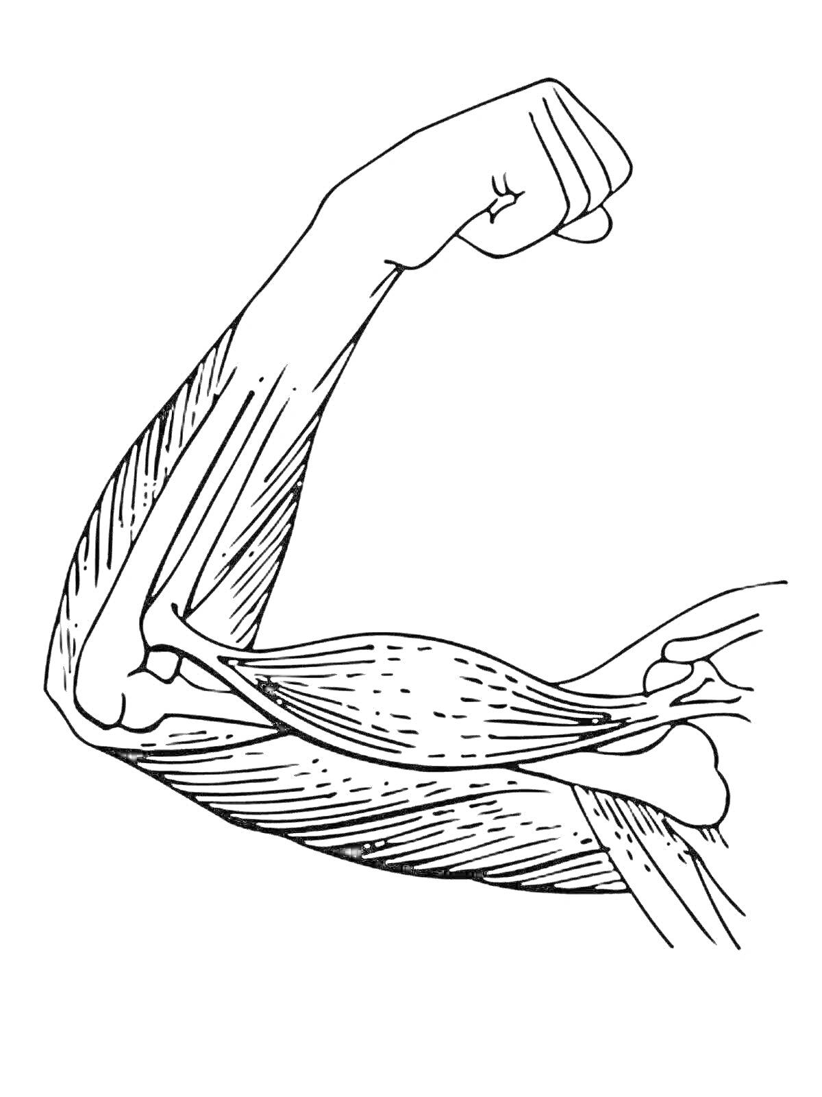 Изображение руки с детализированной проработкой мышц, костей и сухожилий
