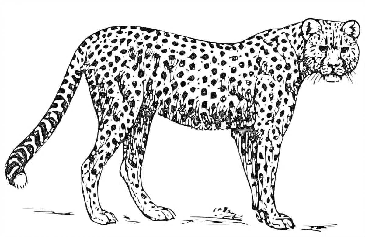 На раскраске изображено: Гепард, Млекопитающее, Пятна, Природа