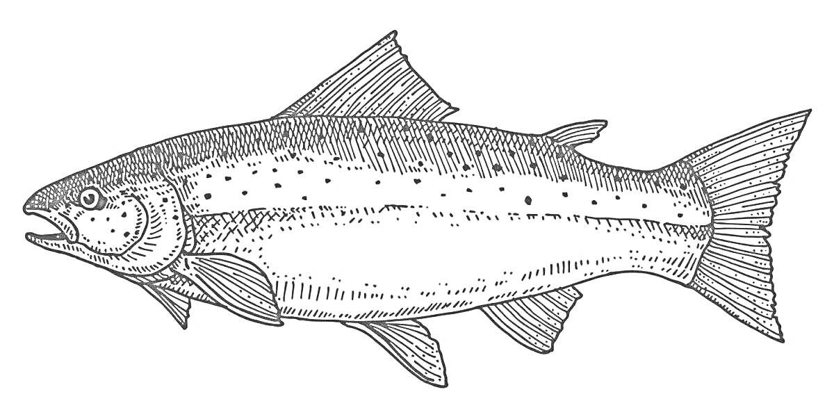 Лосось, чёрно-белая раскраска, боковой вид