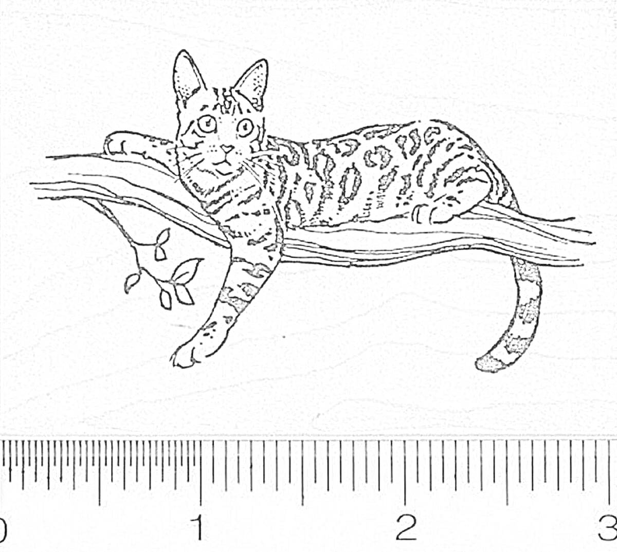 На раскраске изображено: Бенгальская кошка, Листья, Сидящая кошка, Размеры, Линейка