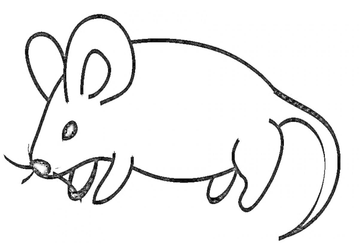 Раскраска Мышь с большими ушами и хвостом
