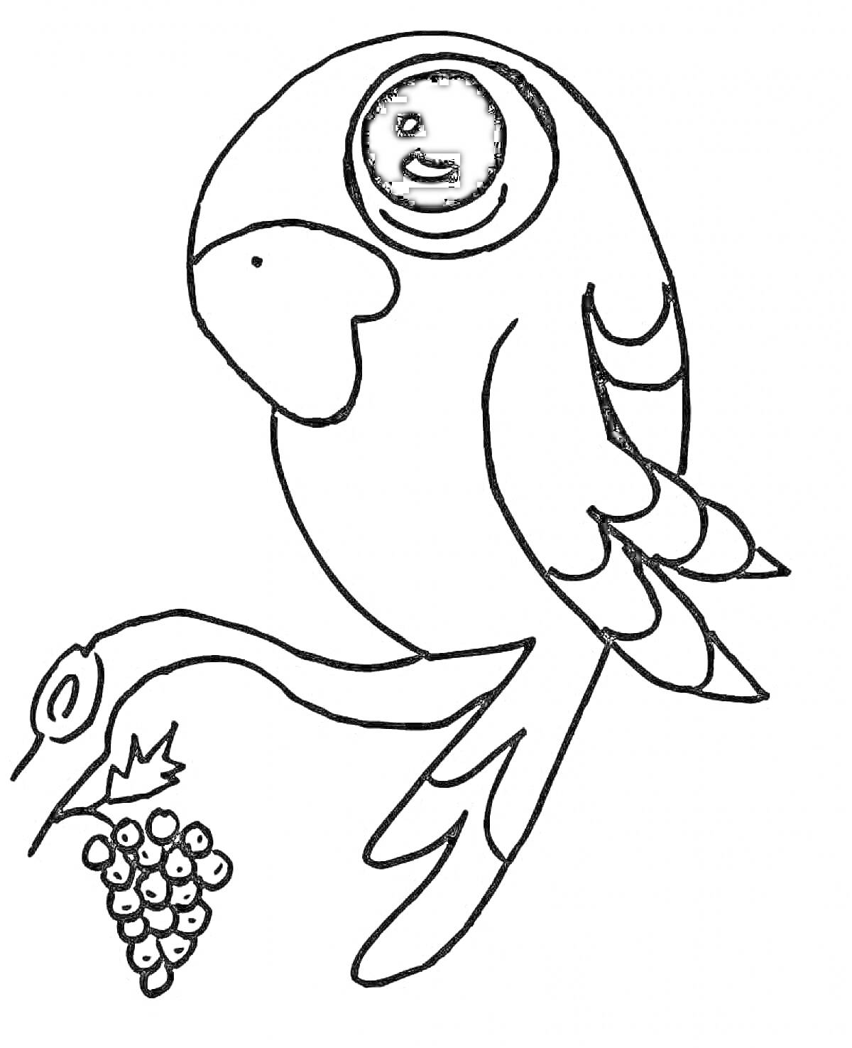 Раскраска Попугай на ветке с гроздью винограда