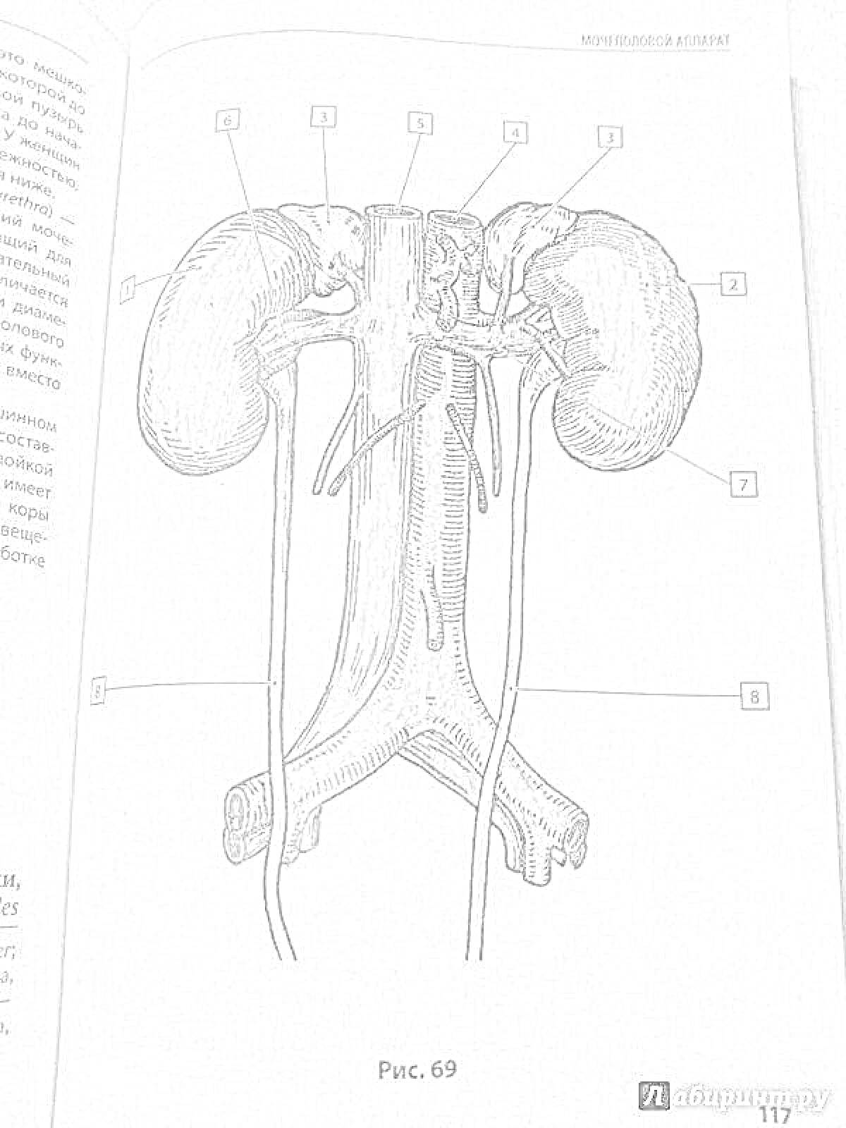 Анатомия неттера: органы мочевыводящей системы, почки и сосуды