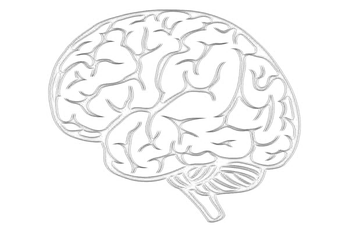 Раскраска Контур человеческого мозга без дополнительных объектов