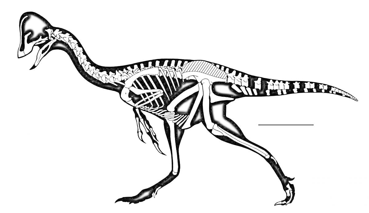 Раскраска Динозавр с открытым ртом, полный скелет. Длинный хвост, поднятые ноги, вытянутая шея, массивный череп.