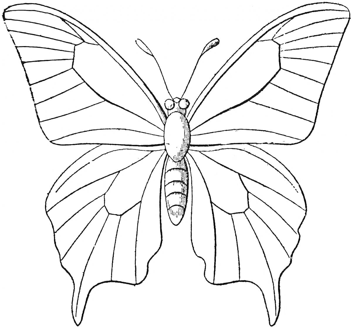Раскраска Контурное изображение бабочки с расправленными крыльями