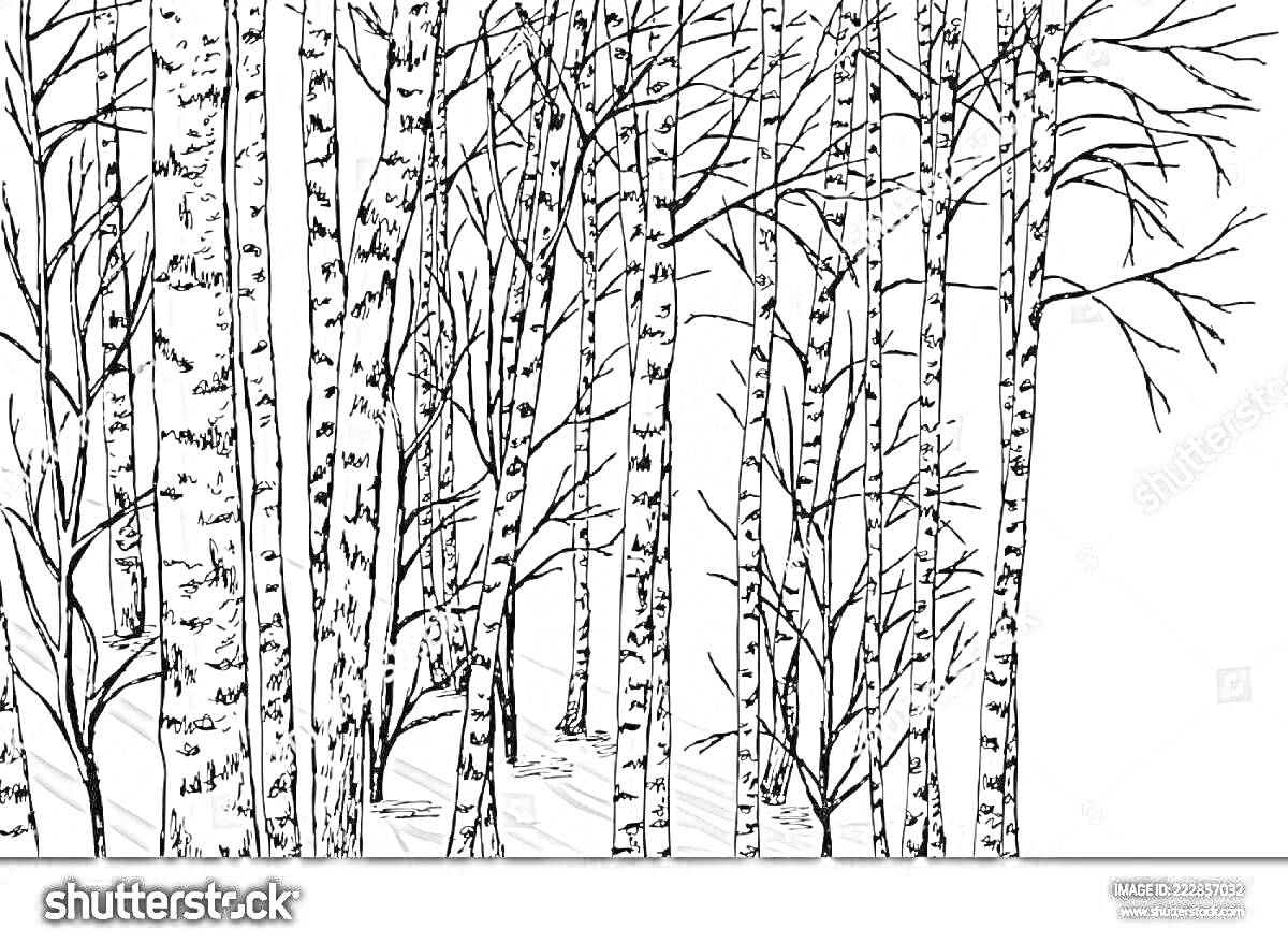 Раскраска Березовый лес зимой с заснеженными деревьями и безлистными ветвями