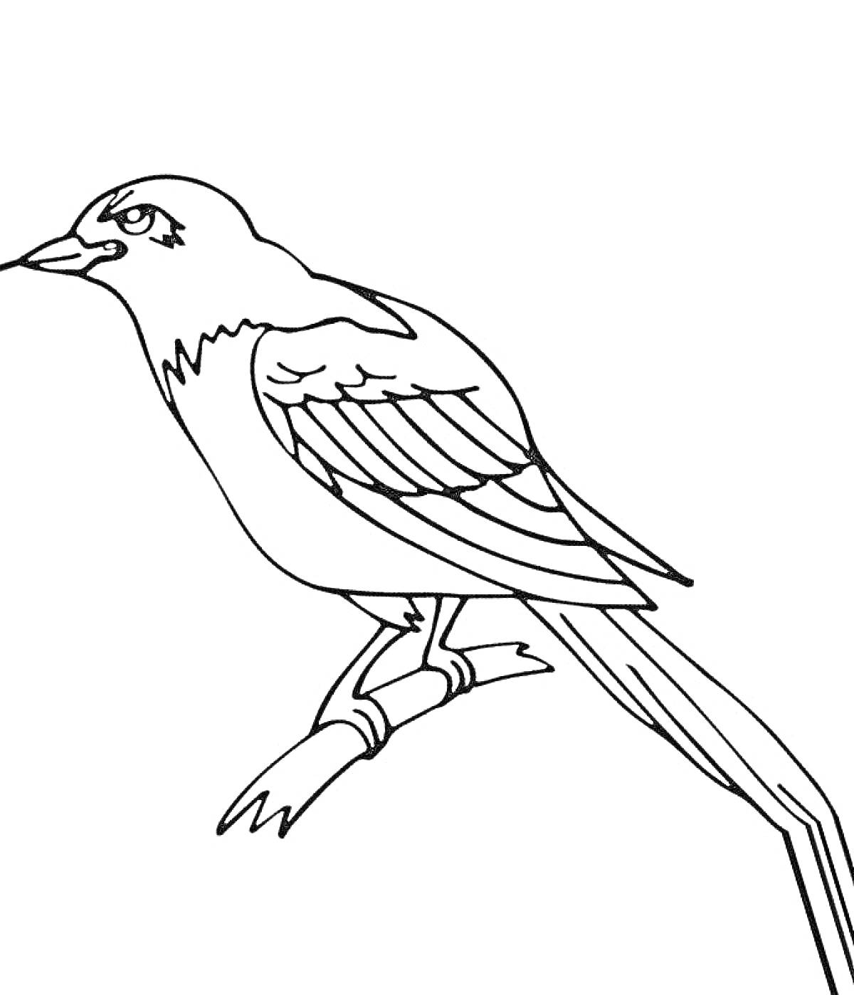 На раскраске изображено: Птица, Ветка, Перья, Длинный хвост, Ворон, Контурные рисунки