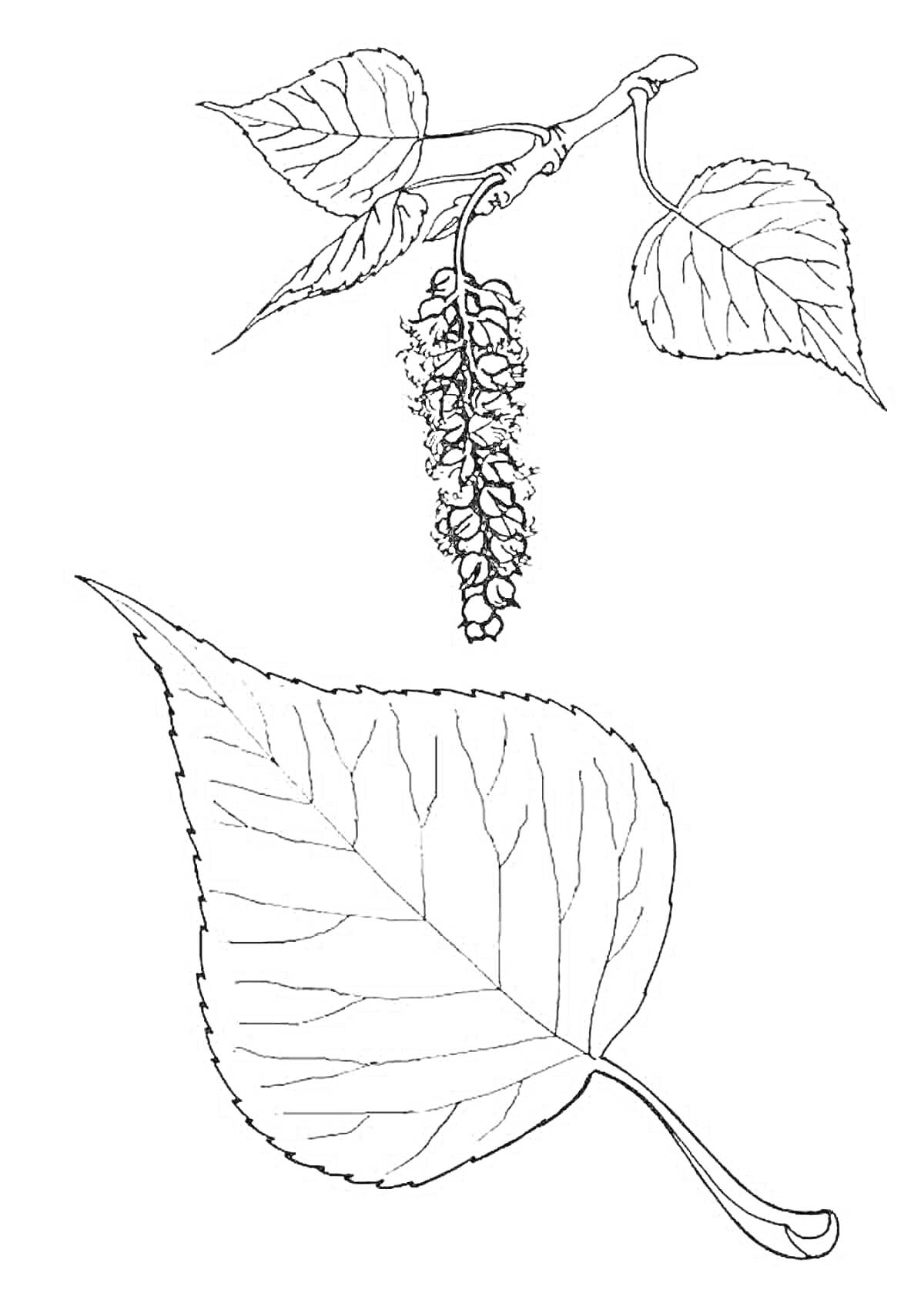 Раскраска Веточка тополя с листьями и сережкой, отдельный лист тополя