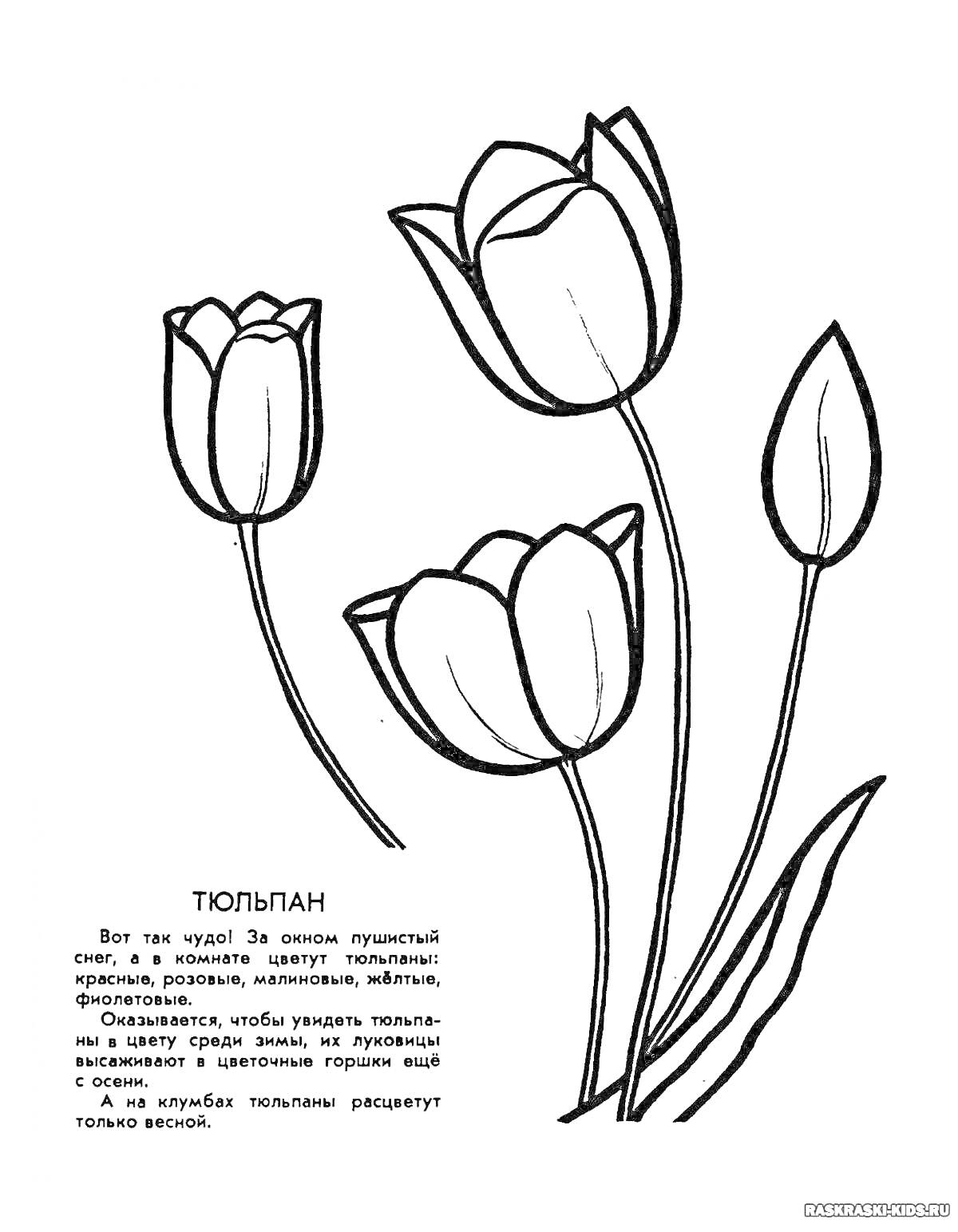 Раскраска Тюльпан с тремя распускающимися бутонами и листьями