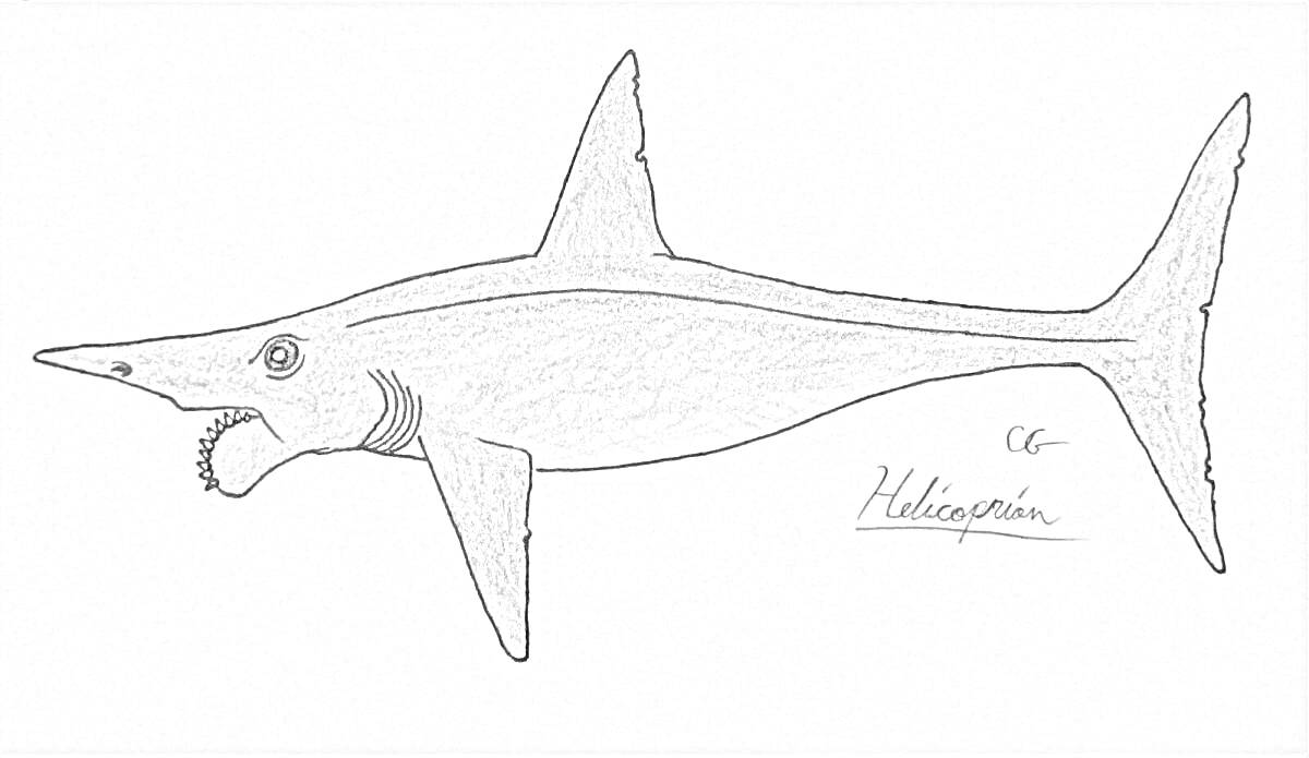 Раскраска рисунок геликоприона с характерной спиральной формой зубов и подписью 