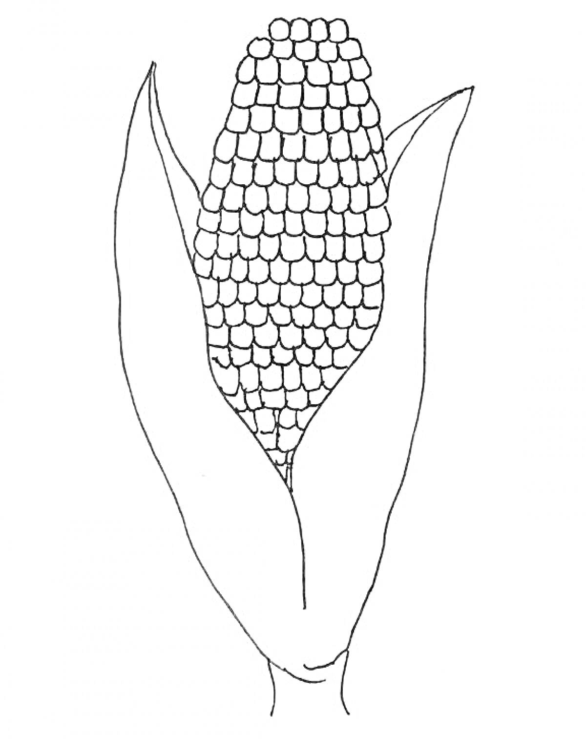На раскраске изображено: Кукуруза, Початок, Зерна, Растения, Контурные рисунки
