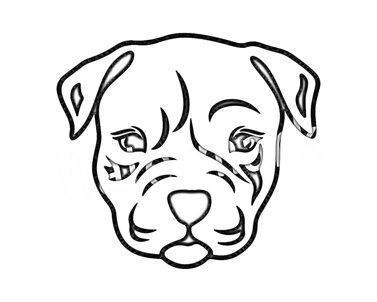 На раскраске изображено: Собака, Голова, Морда, Уши, Глаза, Нос