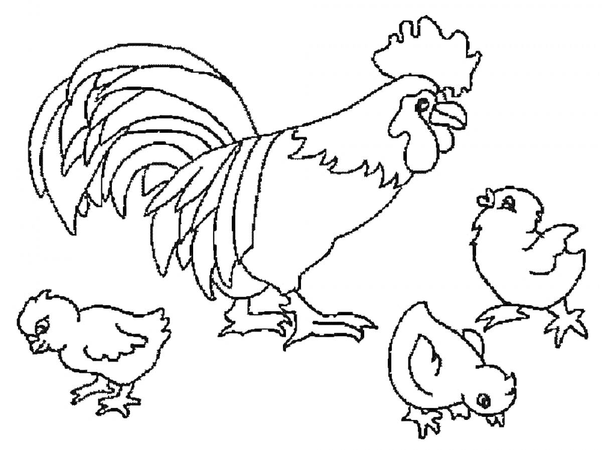 На раскраске изображено: Домашние птицы, Петух, Цыплята, Ферма, Контурное изображение, Для детей, Животные, Курицы
