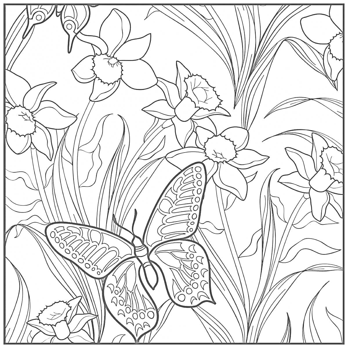 На раскраске изображено: Бабочка, Нарциссы, Сад, Цветы, Релакс, Природа, Антистресс