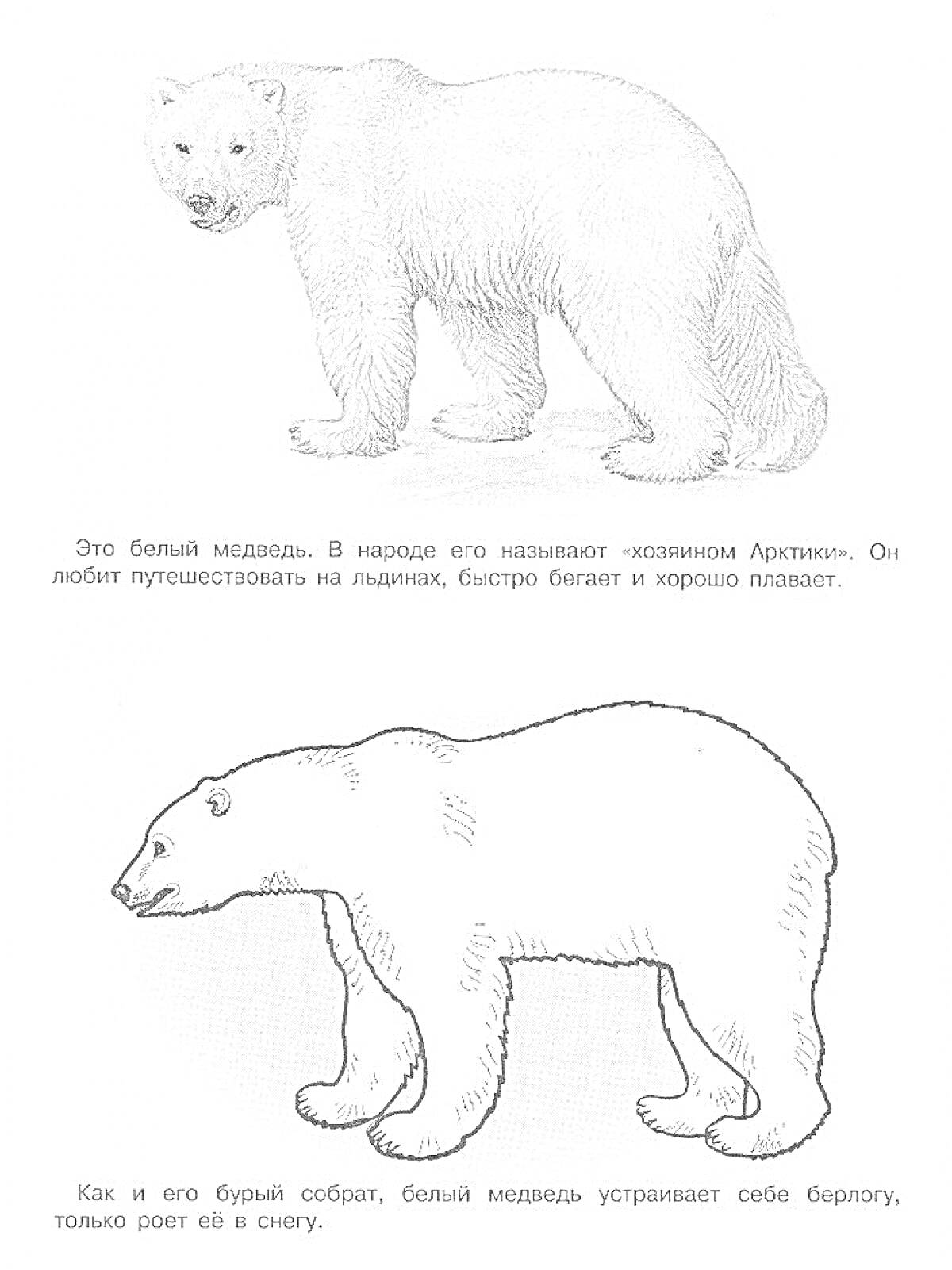 Раскраска Белый медведь - изображение белого медведя, его описание и черно-белая раскраска белого медведя